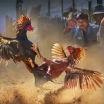 Xem Đá Gà Có Bị Phạt Không Và Một Số Thông Tin Cần Biết